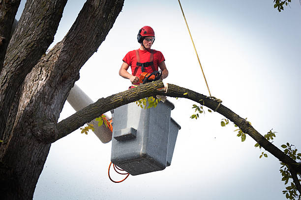 Best Tree Risk Assessment  in Forest Ranch, CA